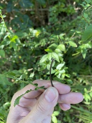 Corchorus siliquosus