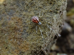 Megalepthyphantes nebulosus