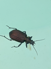Calosoma alternans