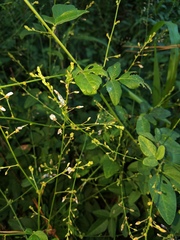 Desmodium glabellum