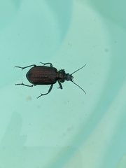 Calosoma alternans