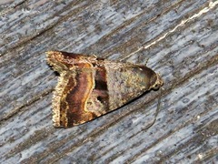 Ozarba accincta