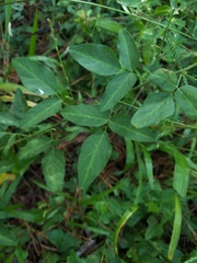 Desmodium glabellum