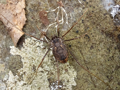 Metaplatybunus