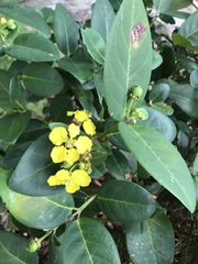 Stigmaphyllon paralias