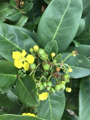 Stigmaphyllon paralias