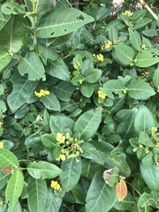 Stigmaphyllon paralias