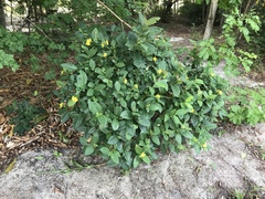 Stigmaphyllon paralias