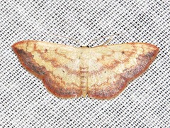 Scopula caesaria
