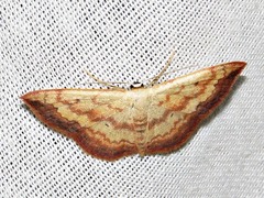 Scopula caesaria
