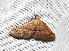 Cerynea thermesialis