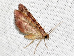 Mimoclystia undulosata