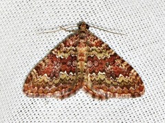 Mimoclystia undulosata