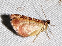 Mimoclystia undulosata