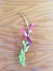 Canavalia megalantha