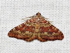 Mimoclystia undulosata
