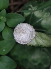 Sphincterochila cariosa