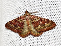 Mimoclystia undulosata
