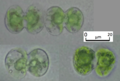 Cosmarium contractum