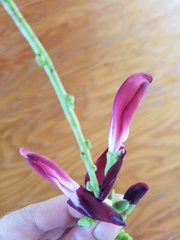 Canavalia megalantha