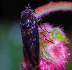 Rhingia longirostris