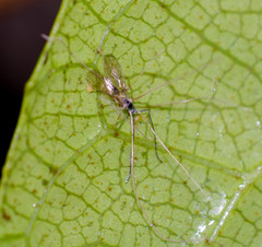 Ophiocordycipitaceae