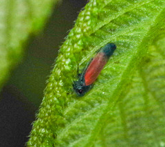 Cardioscarta flavifrons
