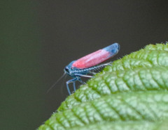 Cardioscarta flavifrons