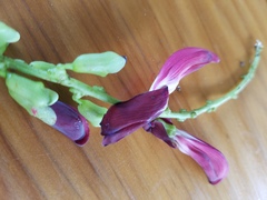 Canavalia megalantha