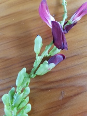 Canavalia megalantha