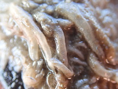 Leucosolenia nautilia