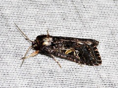 Spodoptera leucophlebia