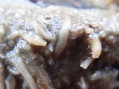 Leucosolenia nautilia