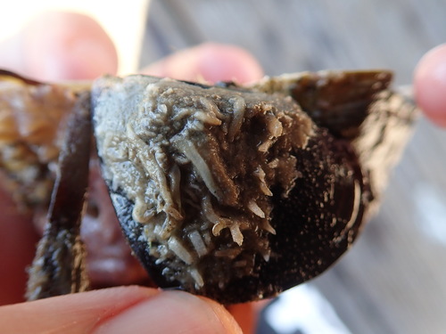 White Pipe Calcareous Sponge