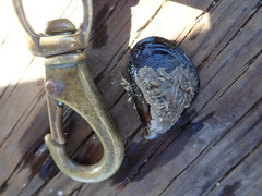 Leucosolenia nautilia