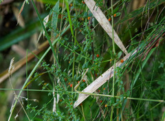 Galium hypocarpium