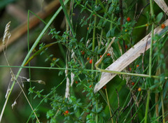 Galium hypocarpium