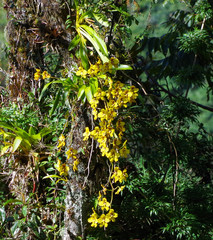Cyrtochilum macranthum
