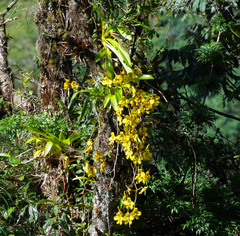 Cyrtochilum macranthum