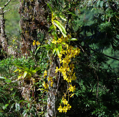 Cyrtochilum macranthum