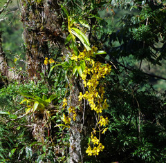 Cyrtochilum macranthum