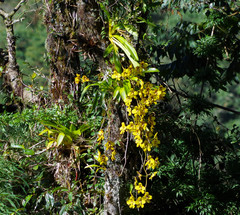 Cyrtochilum macranthum