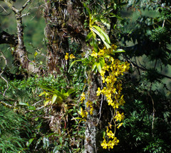 Cyrtochilum macranthum