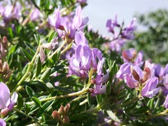 Astragalus vexilliflexus