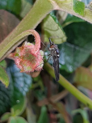 Rhingia longirostris