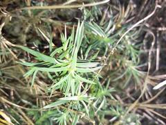 Dianthus pyrenaicus attenuatus