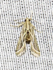 Loryma sentiusalis
