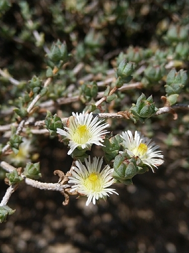 Image of Erepsia hallii by (c) Jacques van der Merwe, some rights reserved (CC BY-SA)