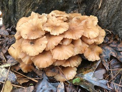 Desarmillaria caespitosa image