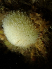 Leucosolenia variabilis